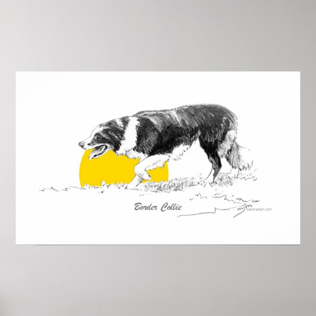 Poster Bordure Collie (Devant)