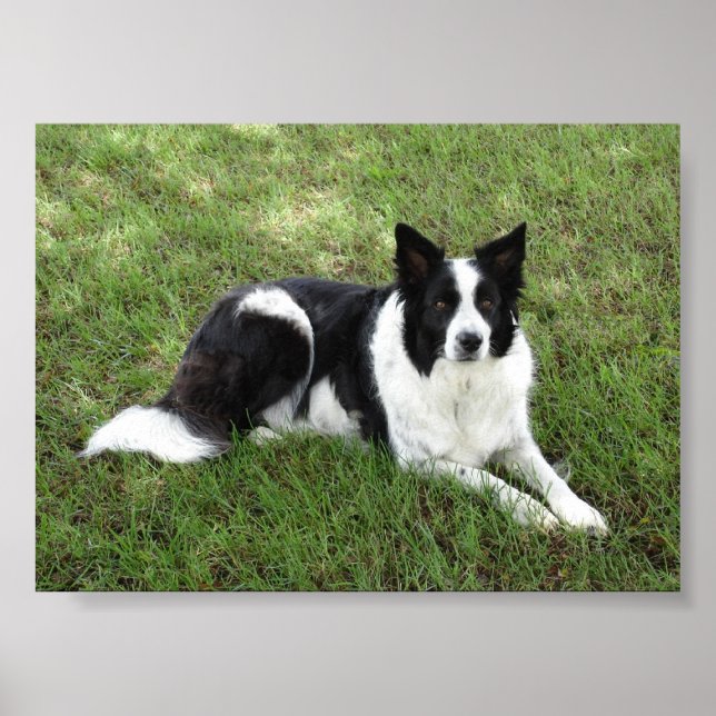 Poster Bordure Collie (Devant)