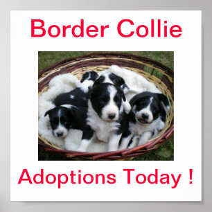 Poster Bordure Collie Adoptions Chien Aujourd'hui Signer
