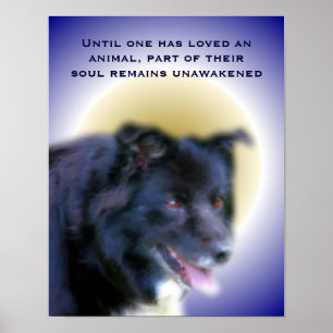 Poster Bordure Collie Amour Pour Les Animaux Inspirationn