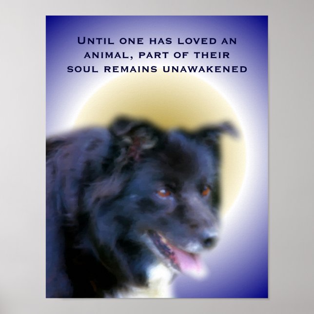 Poster Bordure Collie Amour Pour Les Animaux Inspirationn (Devant)