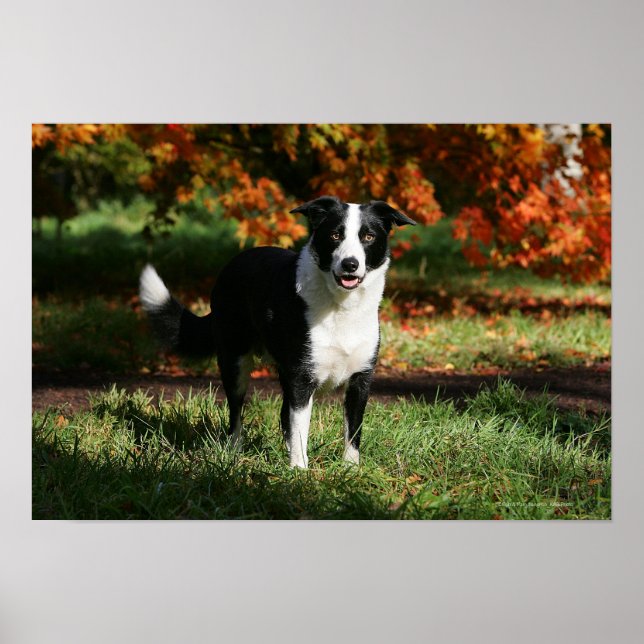 Poster Bordure Collie Automne Debout (Devant)