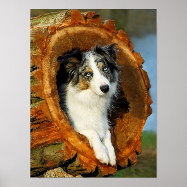 Poster Bordure Collie bleu Merle Portrait de chien - Phot (Devant)