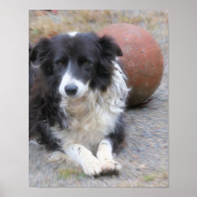 Poster Bordure Collie Chien Et Balle (Devant)