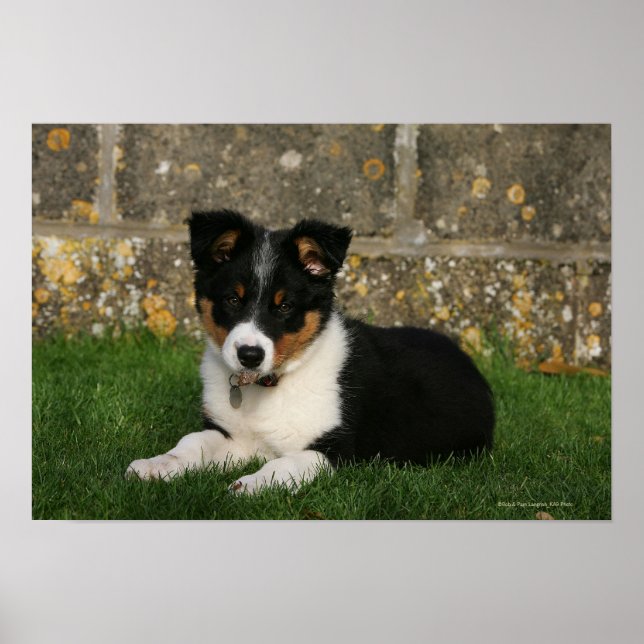 Poster Bordure Collie Chiot avec feuille dans la bouche (Devant)