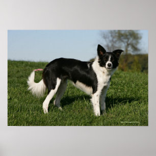 Poster Bordure Collie Debout