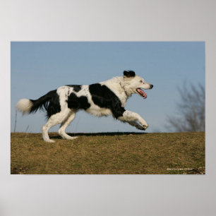Poster Bordure Collie Exécution 2