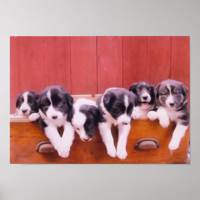 Poster Bordure Collie Puppies Dans Peinture De Tiroir (Devant)