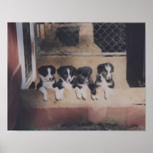 Poster Bordure Collie Puppy Litter Peinture à l'huile