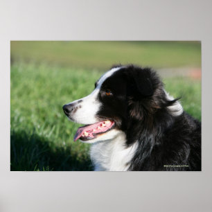 Poster Bordure Collie Puppy S'Éclatant