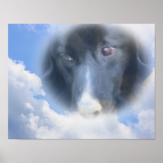Poster Bordure Collie Regardant D'En-Dessus (Devant)