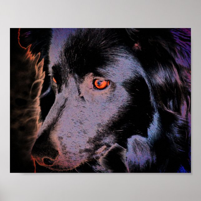 Poster Bordure noire Collie Chien Visage Art (Devant)