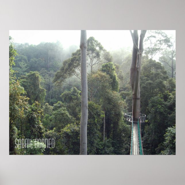 Poster Borneo forêt tropicale jungle Treetops Walkway Sab (Devant)