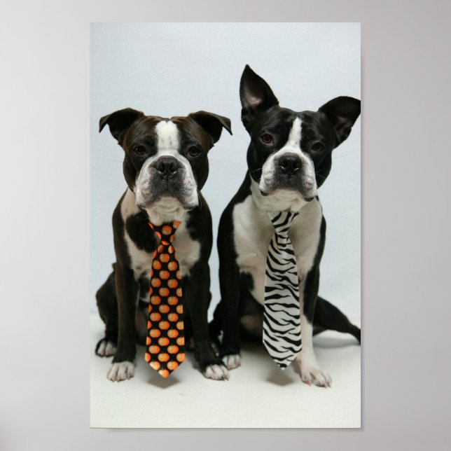 Poster Boston frères ポ タ (Devant)