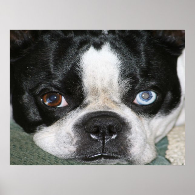 Poster Boston Terrier (Devant)