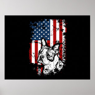 Poster Boston terrier