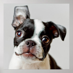 Poster Boston Terrier
