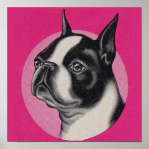 Poster Boston terrier