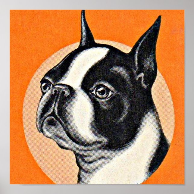 Poster Boston terrier (Devant)