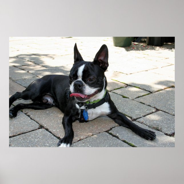 Poster Boston Terrier Boston-5 (Devant)