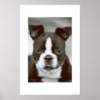 Poster Boston Terrier/ "Buster-Capone"
