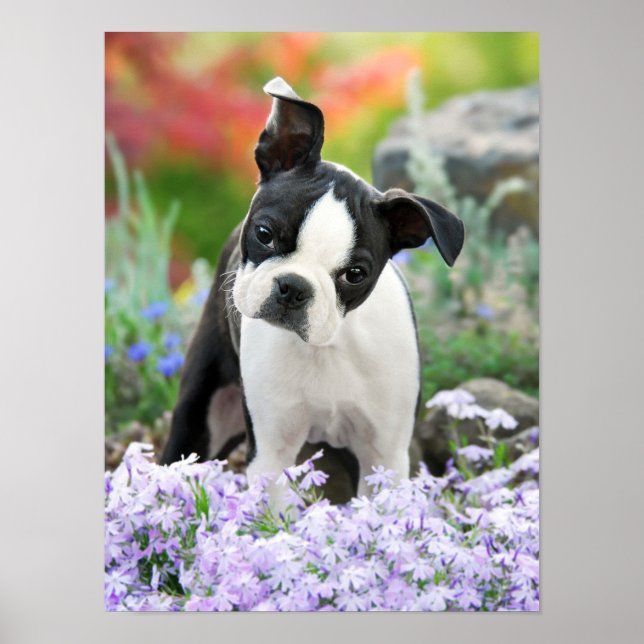 Poster Boston Terrier Chien Chien Chien Puppy, une jolie  (Devant)