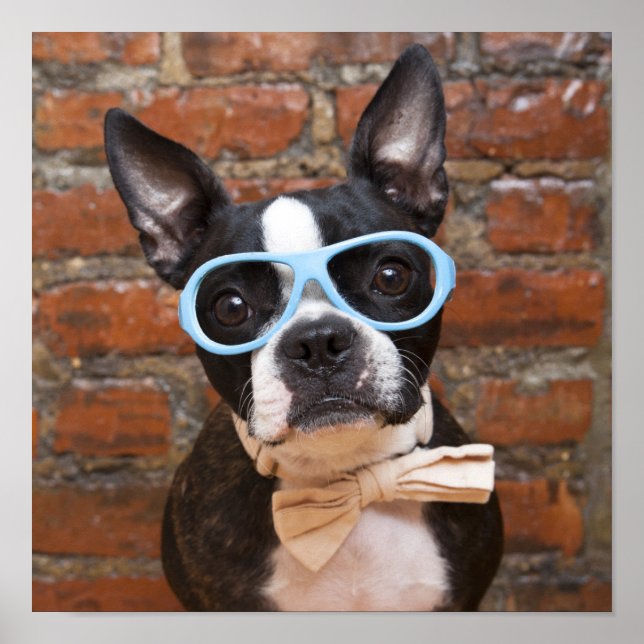 Poster Boston Terrier Portant Des Lunettes De Soleil Et U (Devant)