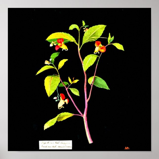 Poster-Botanical Art-Mary Delany 7 Poster (Front)