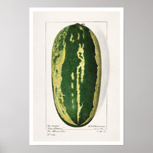 POSTER BOTANICAL "WATERMELON" AMANDA ALMIRA NEWTON