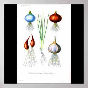 Poster-Botanicals-Onions and Garlic Poster