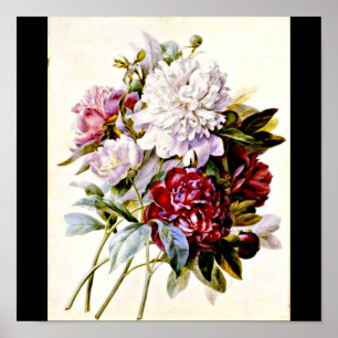 Poster-Botanicals-Pierre Joseph Redoute 16 Poster