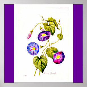 Poster-Botanicals-Pierre Joseph Redoute 6 Poster