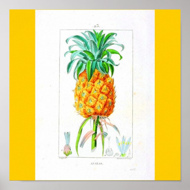 Poster-Botanicals-Pineapple Poster (Front)