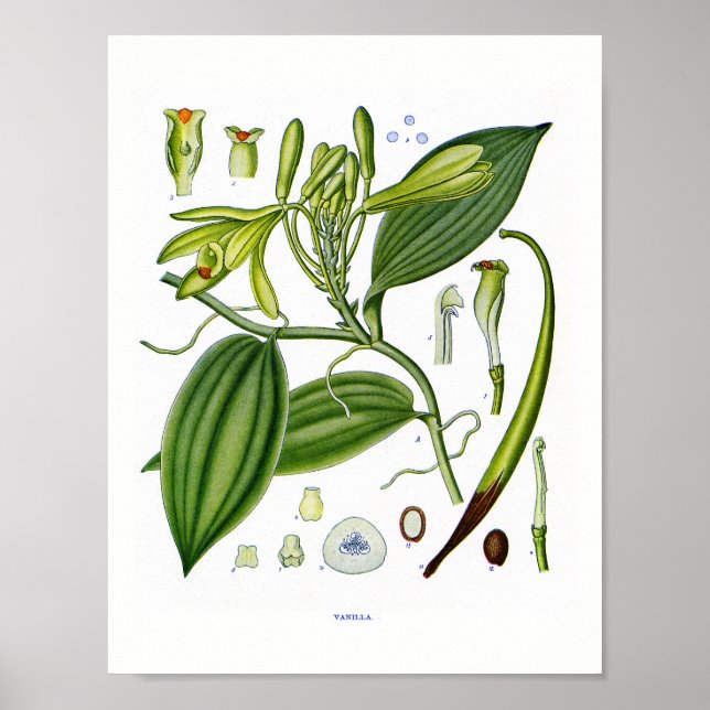 Poster Botanique à : Vanilla Plante (Devant)