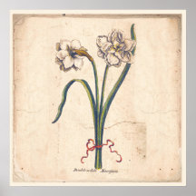 Poster Botanique Antique Imprimé Blanc Narcisse