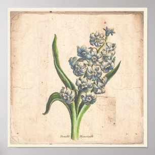Poster Botanique Antique Poster Hyacinth Blooms