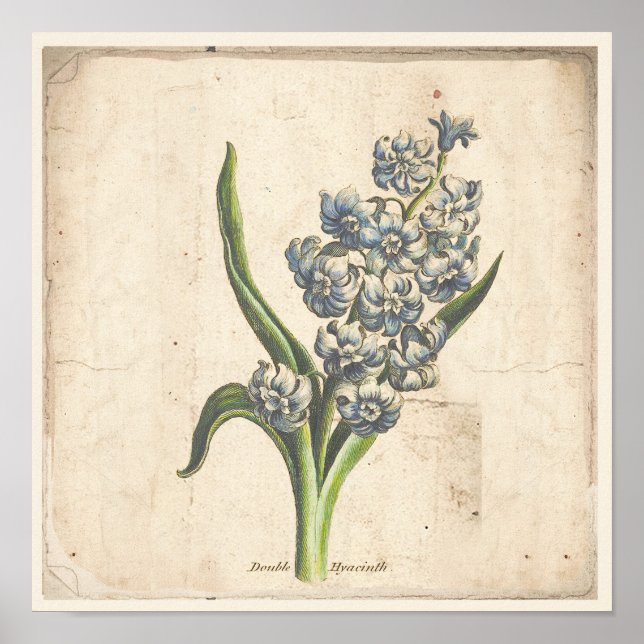 Poster Botanique Antique Poster Hyacinth Blooms (Devant)