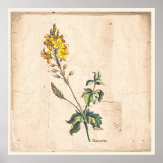 Poster Botanique Antique Poster Veronica Fleurs