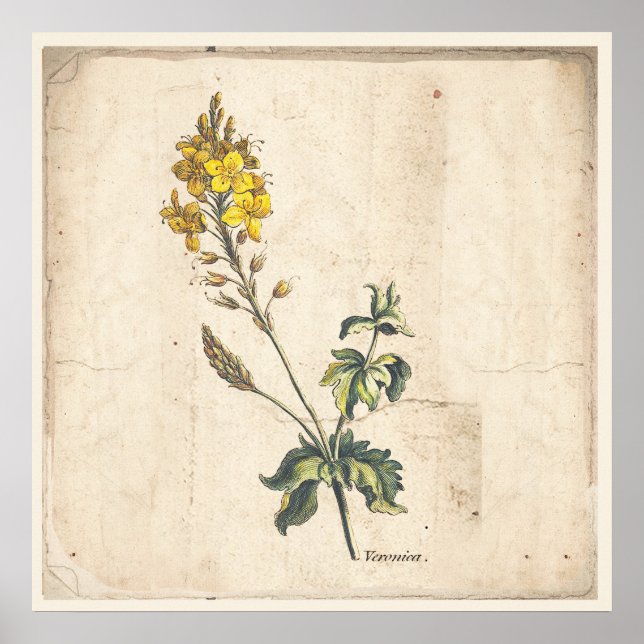 Poster Botanique Antique Poster Veronica Fleurs (Devant)