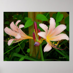 Poster Botanique Belladonna rose Lily Floral Imprimer