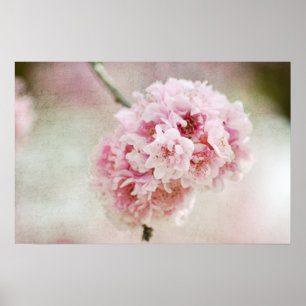 Poster Botanique Cherry Blossom