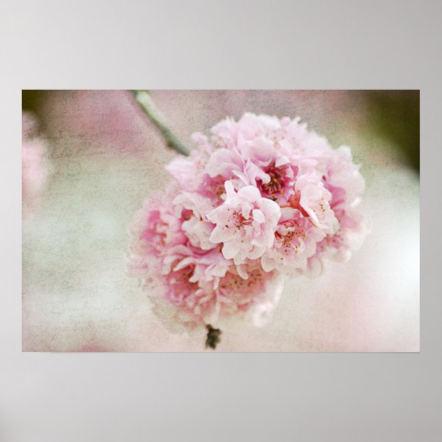 Poster Botanique Cherry Blossom (Devant)