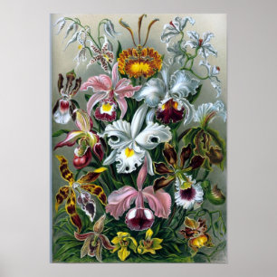 Poster botanique de Haekel vintage