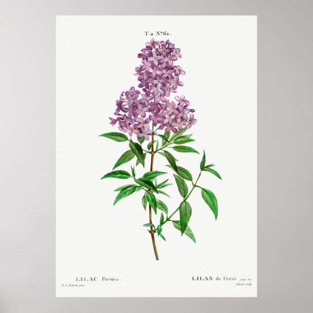 Poster Botanique de Lilac (Devant)