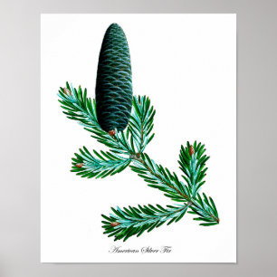 Poster Botanique de sapin en argent Imprimer #2 Décor Mur