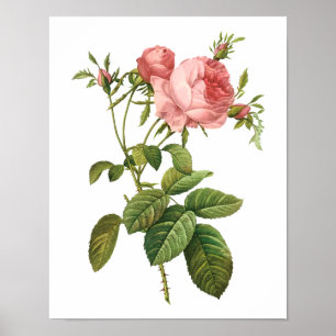 Poster Botanique Rosa Centifolia Goliacea Redoute