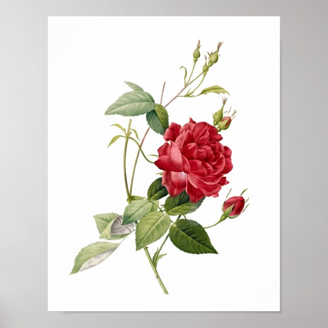 Poster Botanique Rosa indica Cruenta Redoute (Devant)