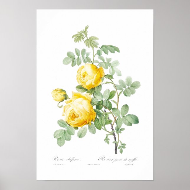 POSTER BOTANIQUE "ROSE JAUNE" REDOUTÉ (Devant)