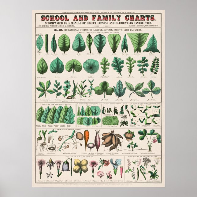 Poster Botanique vintage (Devant)