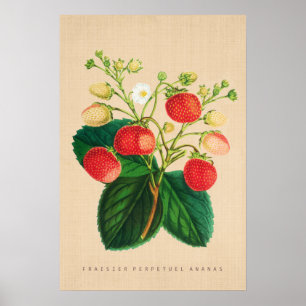 Poster Botanique vintage - ananas perpétuel de Fraisier
